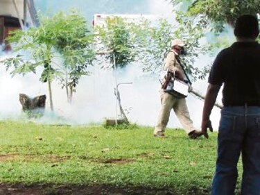 Aumenta infestación del ´Aedes aegypti´ en David y Bugaba