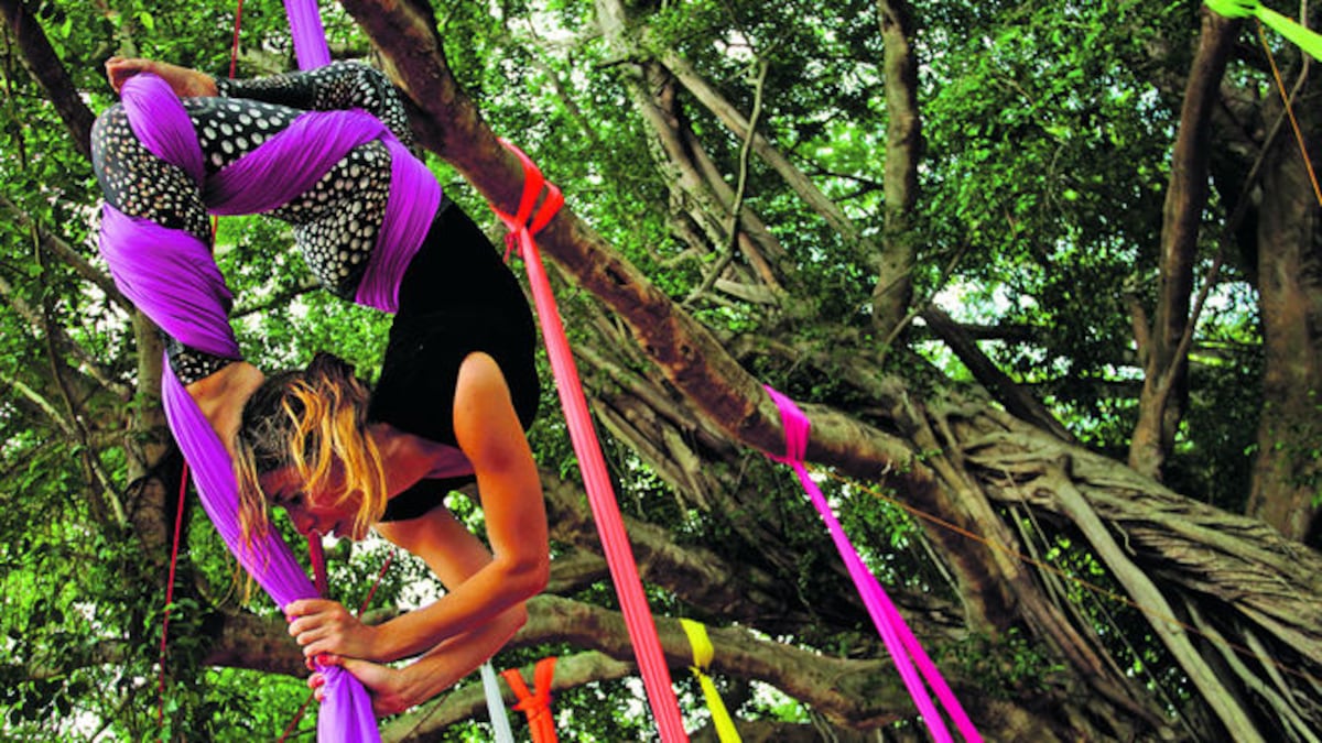 Desde lejos lo que resalta es la silueta de las bailarinas aéreas y los colores de las telas que empleaban para deslizarse en las alturas del árbol.