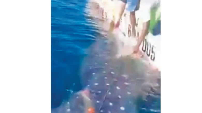 Un grito de auxilio desde el mar