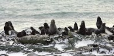 Crías de foca perecen