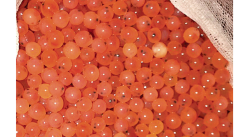 Aprueban exportación de salmón transgénico