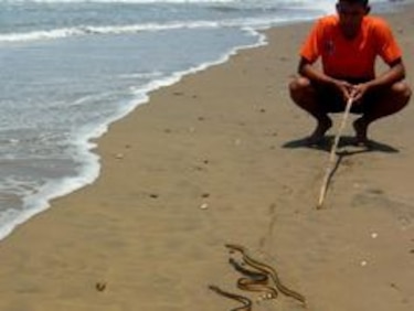 Sinaproc monitorea costa de Pedasí por la presencia de culebras marinas