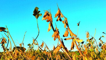 Productores alerta por pocas lluvias
