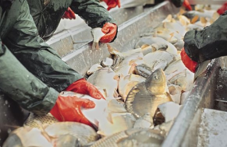 La acuicultura, una alternativa ecológica, práctica y en crecimiento