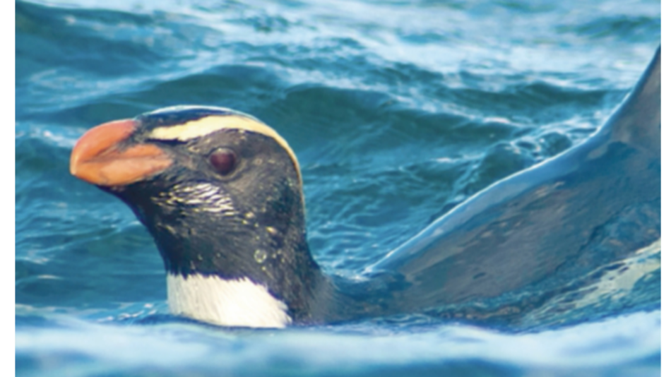 Pingüinos en Nueva Zelanda hacen maratón