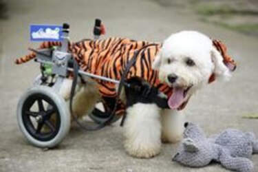 La historia de 'Lucho', el poodle sobre ruedas víctima del maltrato