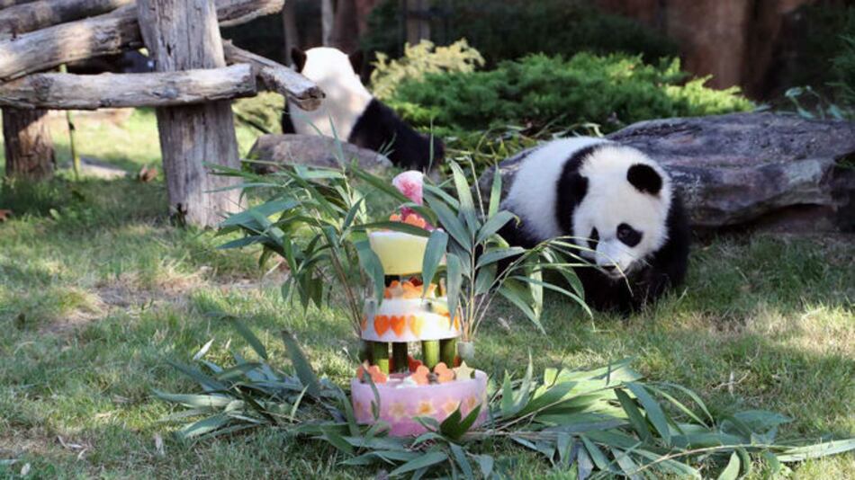 El bebé panda Yuan Meng celebra su primer cumpleaños en un zoo de Francia