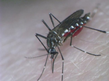'Chikungunya' autóctono