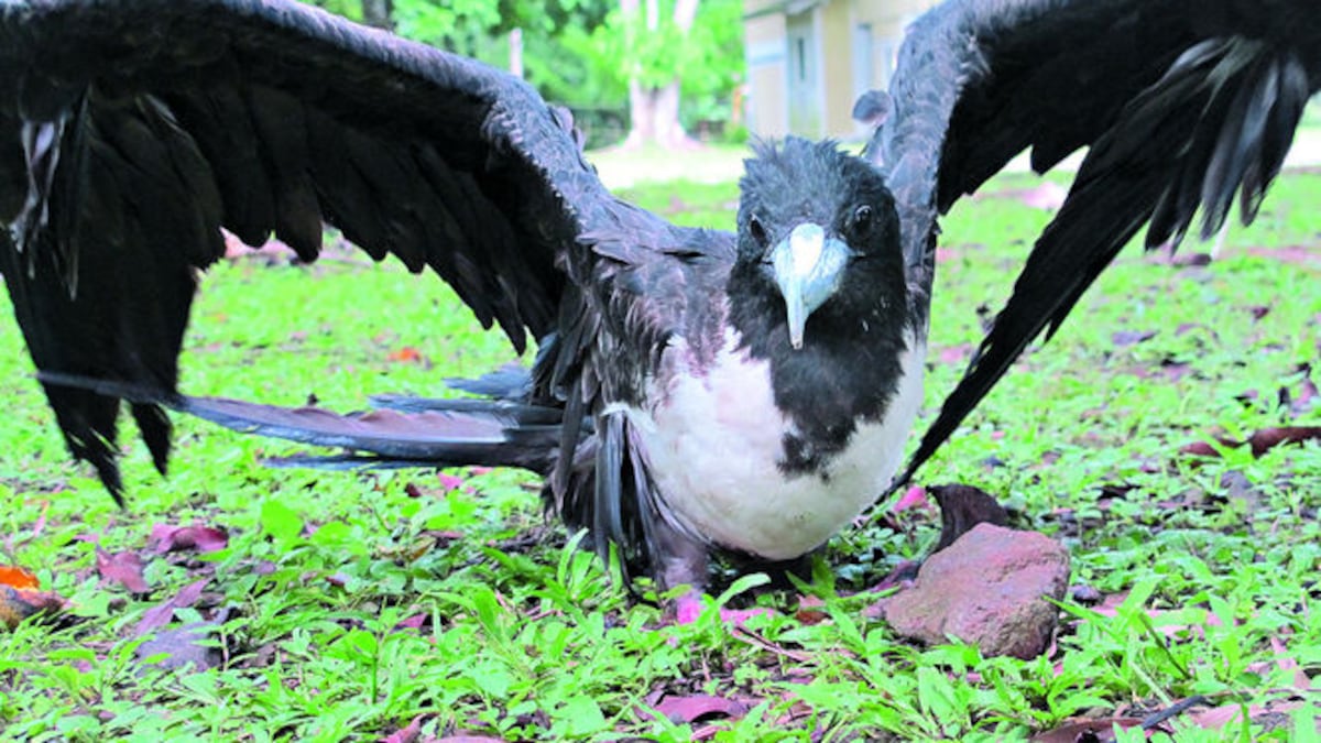 La policía ecológica recoge las aves enfermas y las lleva a la sede de la Asociación Panamericana para la Conservación en Gamboa.