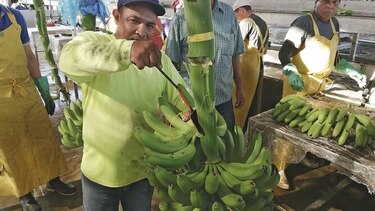 Esperan exportar más de $1,000 millones este año