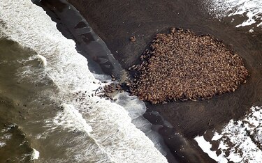 Más de 30 mil morsas quedan varadas en playas de Alaska por cambio climático