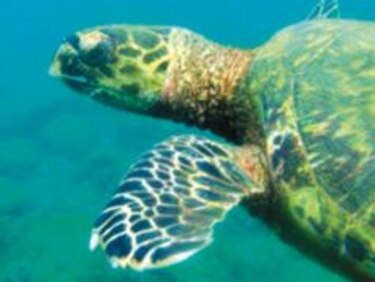 Nueva ‘extinción masiva’