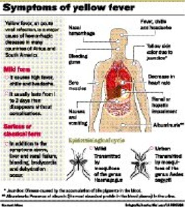 Panama is "at risk" for yellow fever