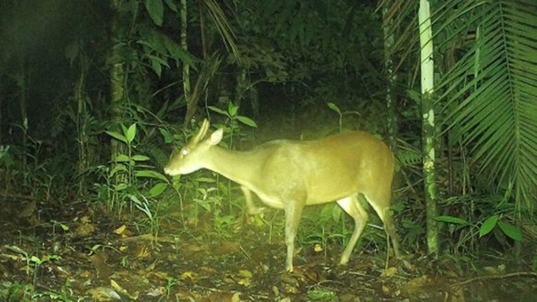 Ungulados: ¿seguros en las áreas protegidas?