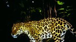Tecnología y colaboración para salvar a los felinos