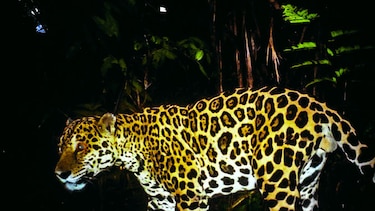 Panamá logra reconocimiento global por segundo año en conservación del jaguar