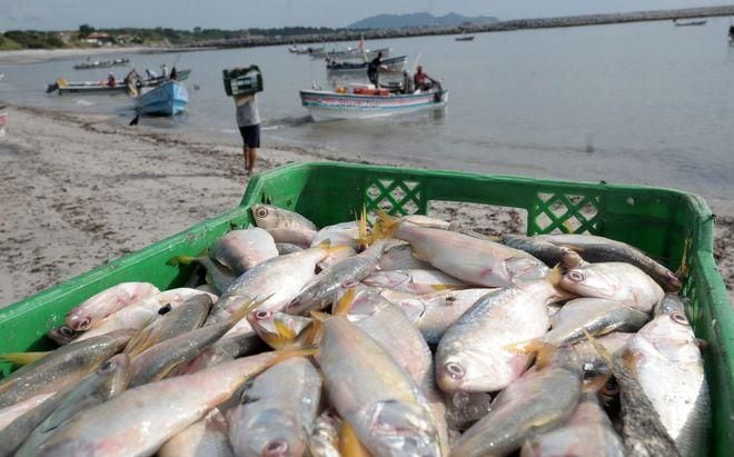 Pesca ilegal, contaminación y reservas marinas, los desafíos de
